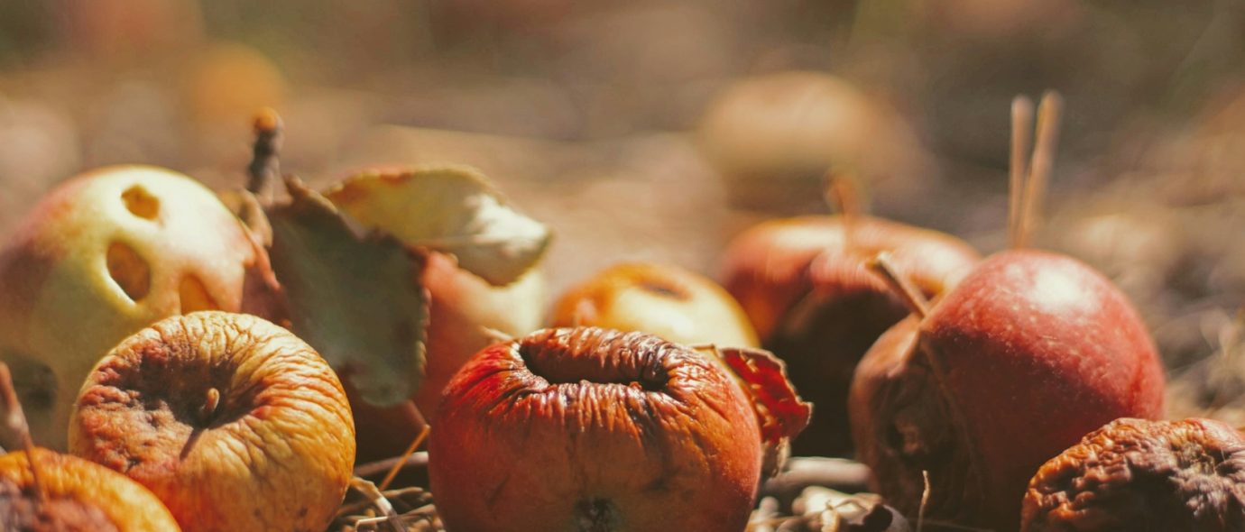Publication of the european bioeconomy study